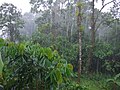 osmwiki:File:Rain in Tena.jpg