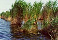 osmwiki:File:Reedbed.jpg