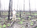 osmwiki:File:Regrowth after fire, Okefenokee National Wildlife Refuge, GA (6449998867).jpg