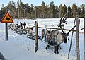 osmwiki:File:Reindeer farm, Inari, Suomi - Finland 2013-03-10 f.jpg