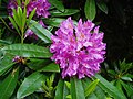 osmwiki:File:Rhododendron-by-eiffel-public-domain-20040617.jpg