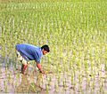 osmwiki:File:Rice Field.jpg