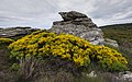 osmwiki:File:Rock and Cytisus scoparius flowers, Rosis cf01.jpg