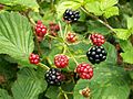 osmwiki:File:Rubus plicatus fruit kz1.jpg