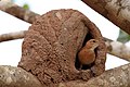 osmwiki:File:Rufous hornero (Red ovenbird)(Furnarius rufus) and nest (2).JPG