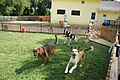 osmwiki:File:Running in the grass yard@Affectionate Pet Care.JPG