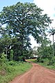 osmwiki:File:Road just south of Kamaranka en route to Outamba-Kilimi Park.JPG