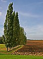 osmwiki:File:Row of Poplar Trees - geograph.org.uk - 242206.jpg