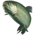 osmwiki:File:Rainbow trout.png